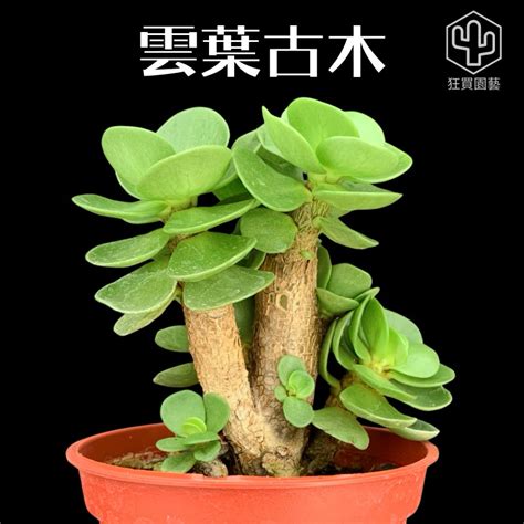 聚財植物